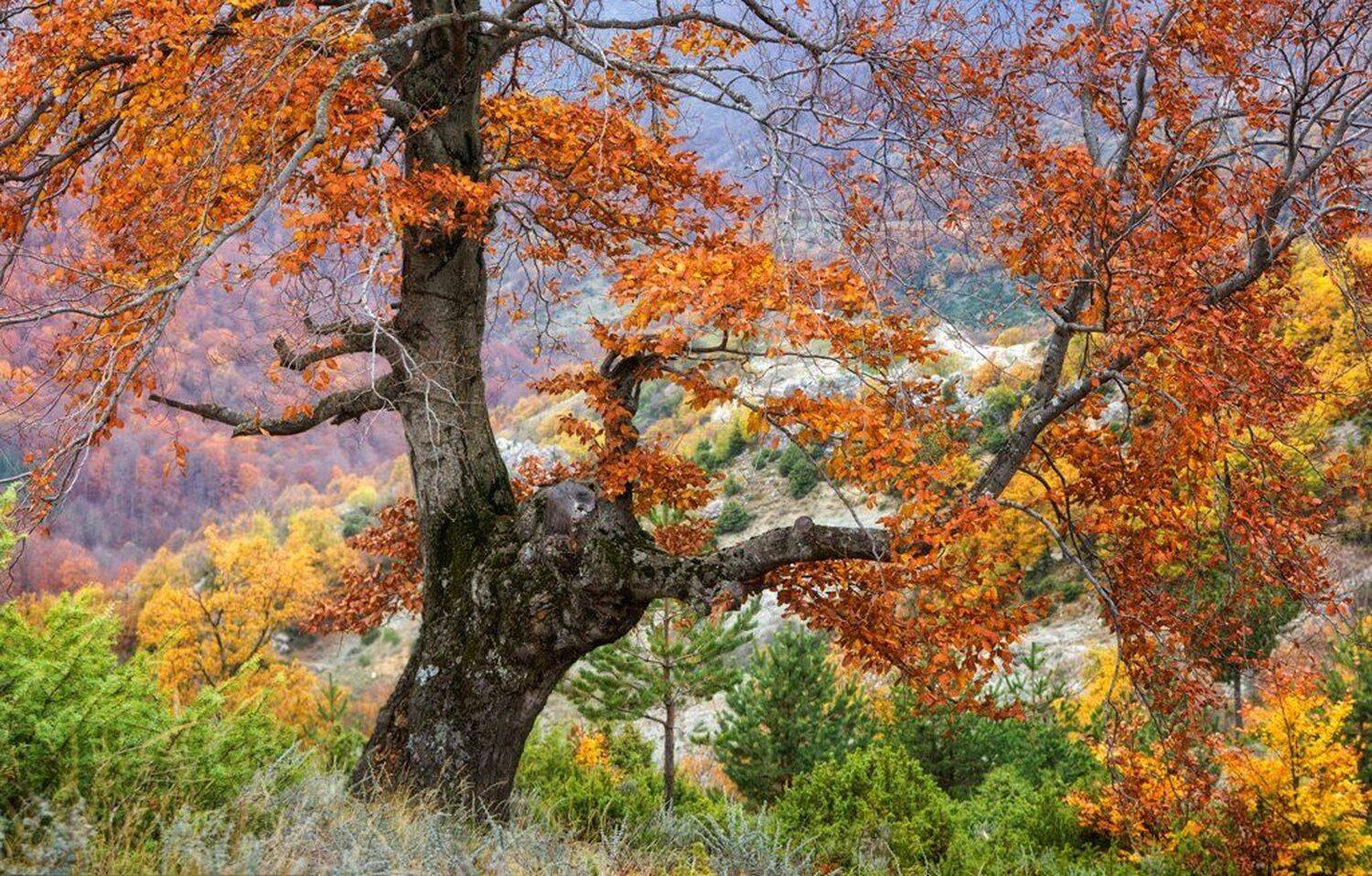 , Ирина Костова