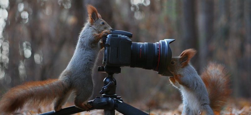 Фотограф, модель