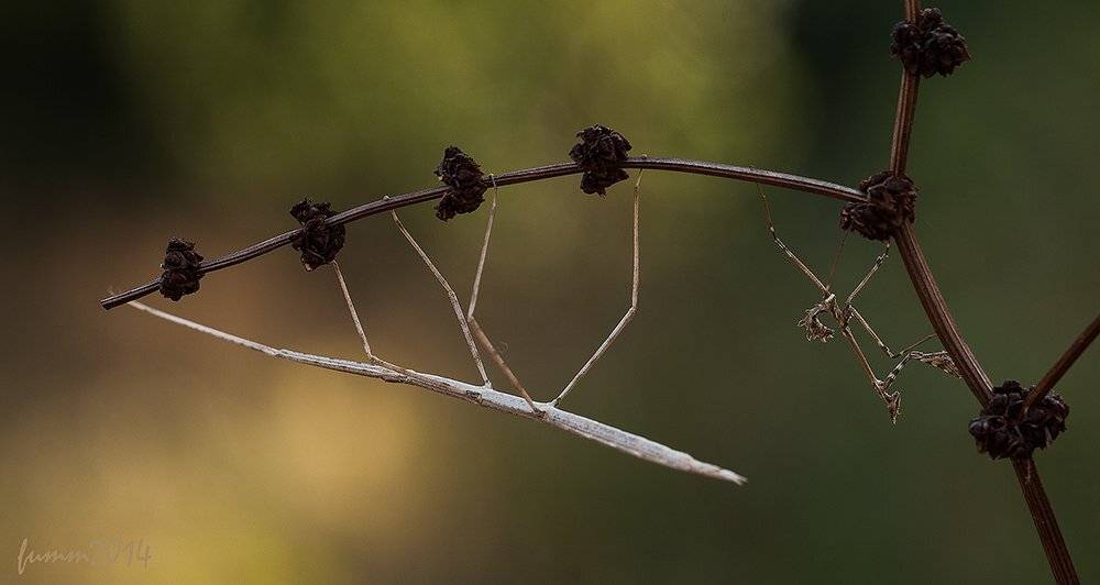 , Игорь ФУММ