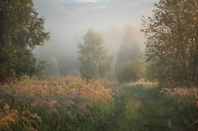 Утренняя дорога в лес фото превью
