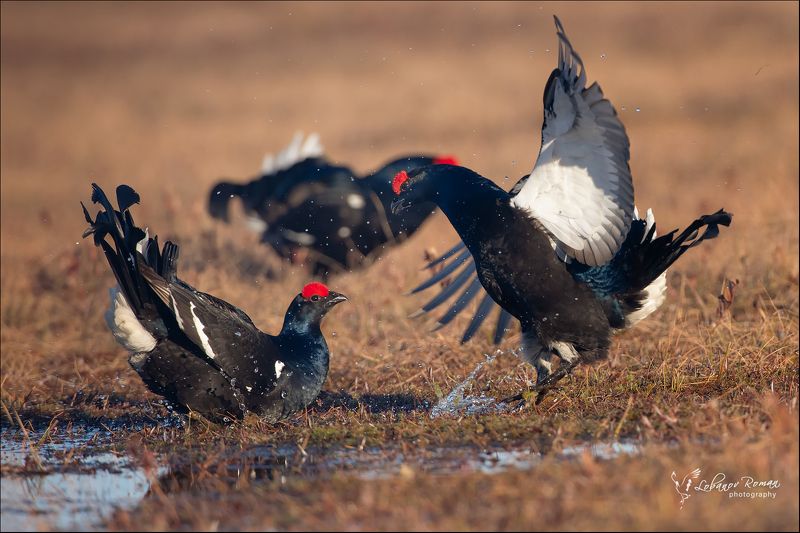 * * * фото превью