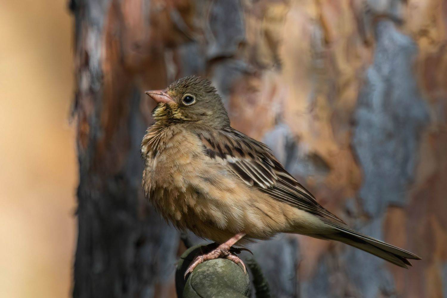садовая овсянка, ортолан, Калиногорский Юрий