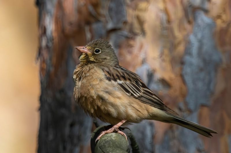садовая овсянка, ортолан Ортолан фото превью
