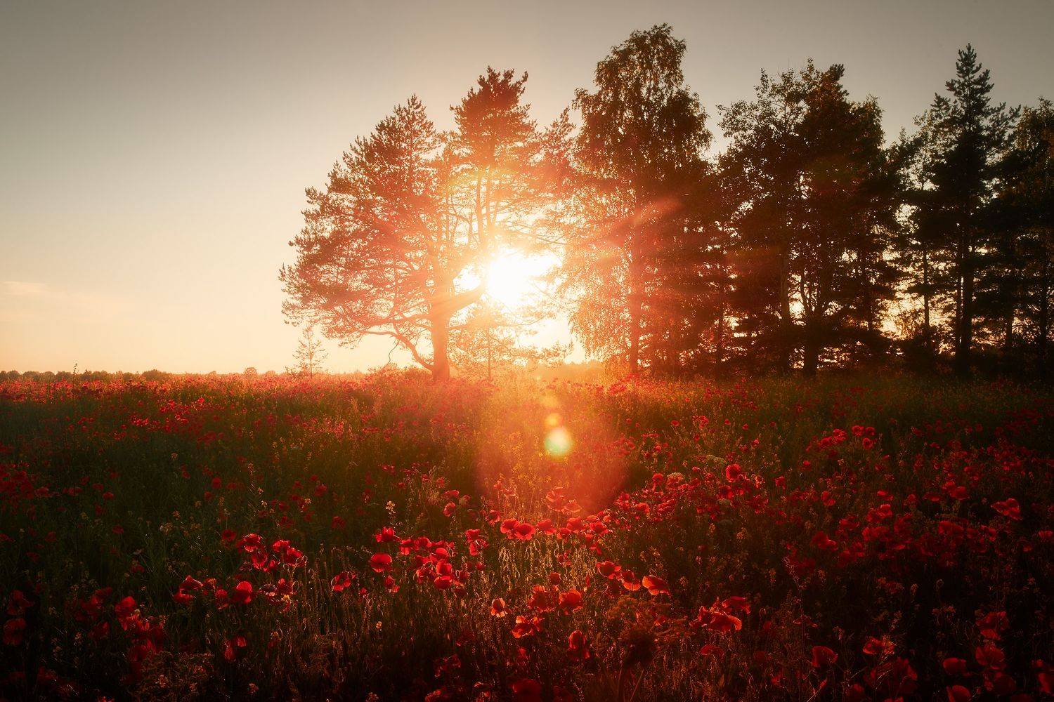 Маки, Кононов Антон