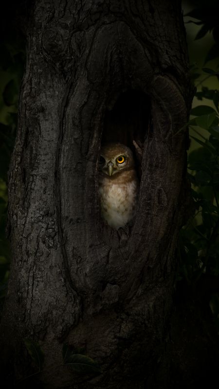 Spotted owlet фото превью