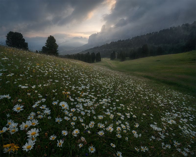 The Land of Daisies фото превью