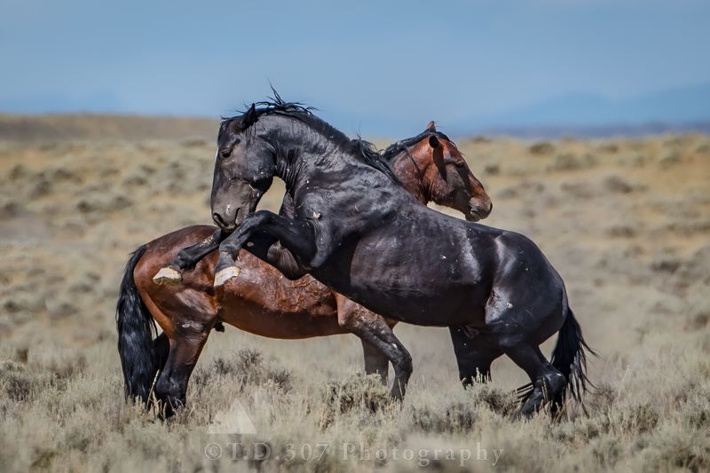 Flex  фото превью