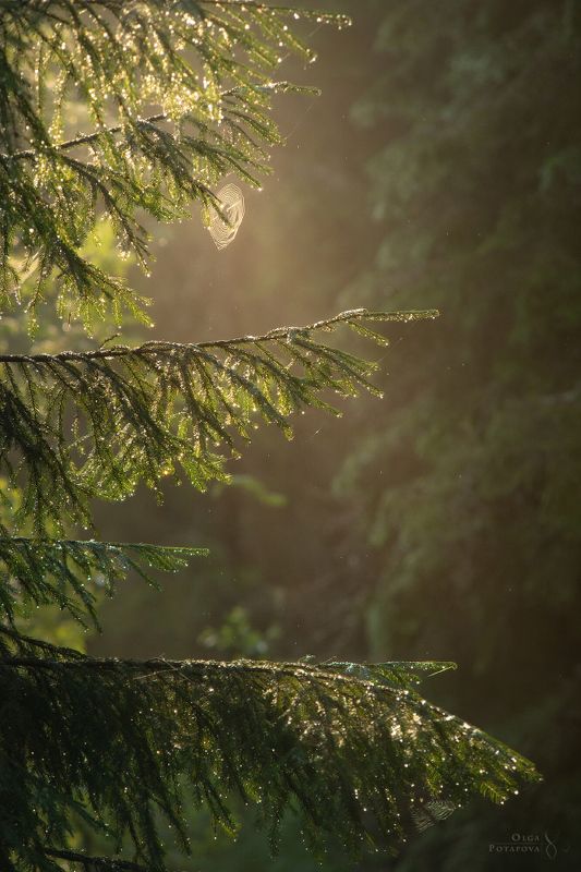 долина реки смородинки, туман, раннее утро, волшебный лес, красивый свет, карельский перешеек, ёлочки, капельки, хвоя, густой лес, зелёный лес, лесной пейзаж, ленинградская область, паутины, ловцы снов, аромат леса, сосново, орехово, карельский перешеек Туманное утро в заказнике Долина реки Смородинки фото превью