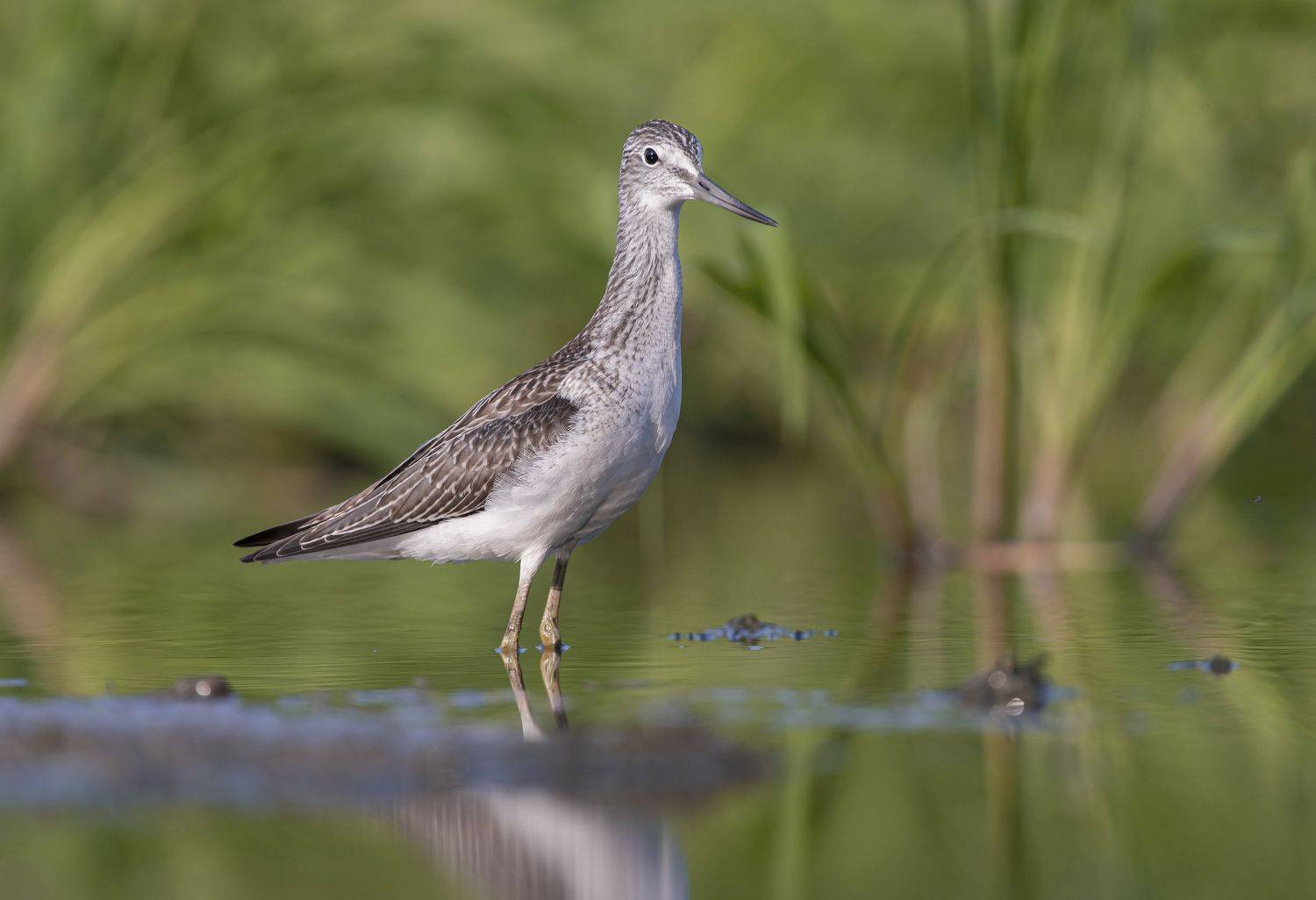птицы,природа, лето, Андрей Киселёв