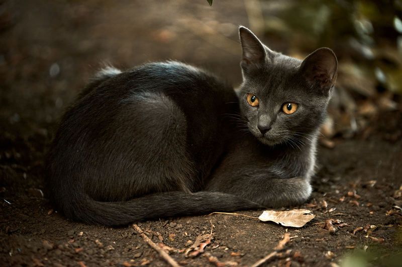 пепельный кот, дворовый кот  фото превью