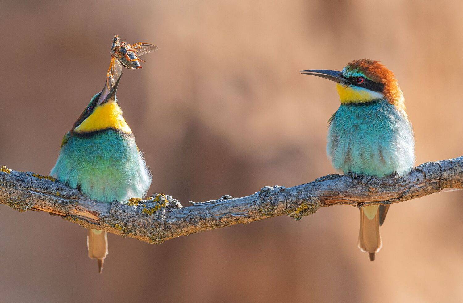 птицы, весна, щурки, Руслан Сигушин