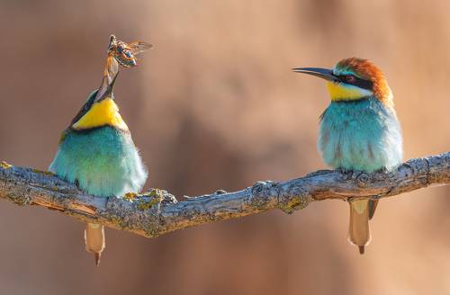 Представление для любимой