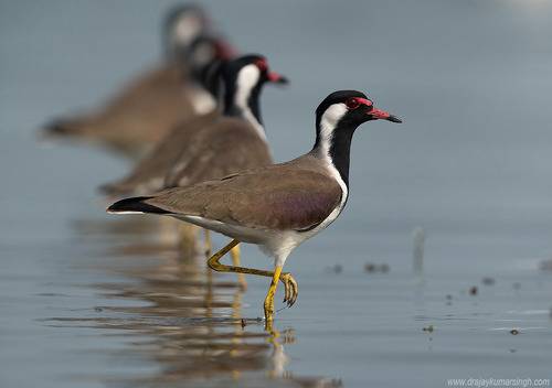 Red-wattled lapwing