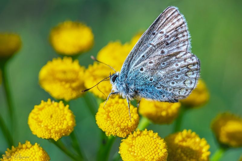 *** фото превью