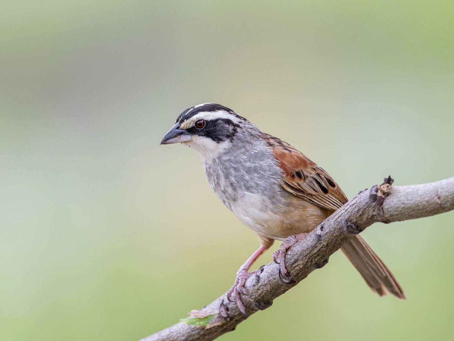 , Burgalin Sequeira Fernando