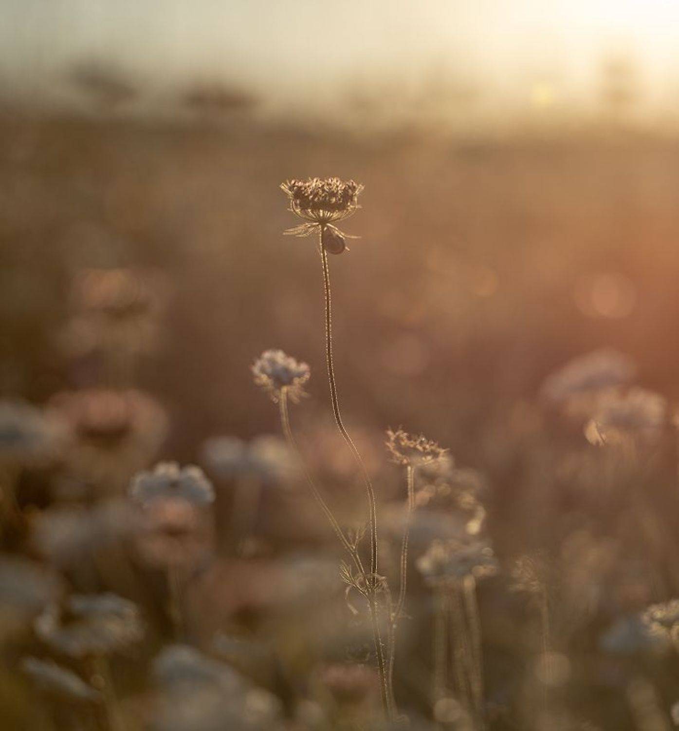 , Андрей Гусаченко
