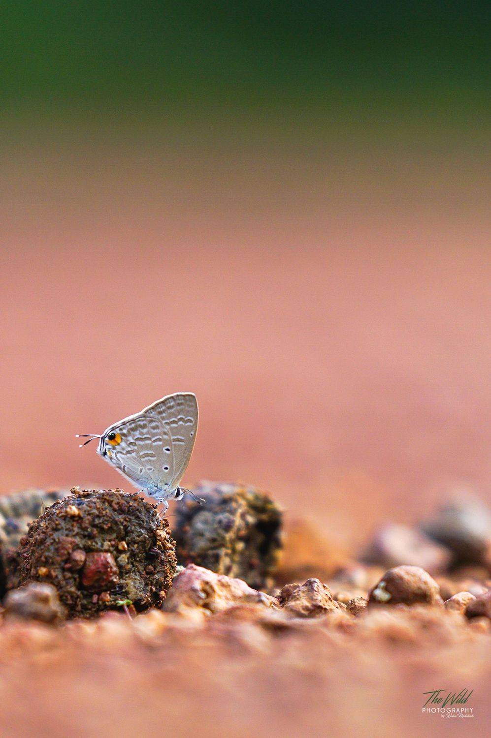 , Sonnadara Kushan Madushanka