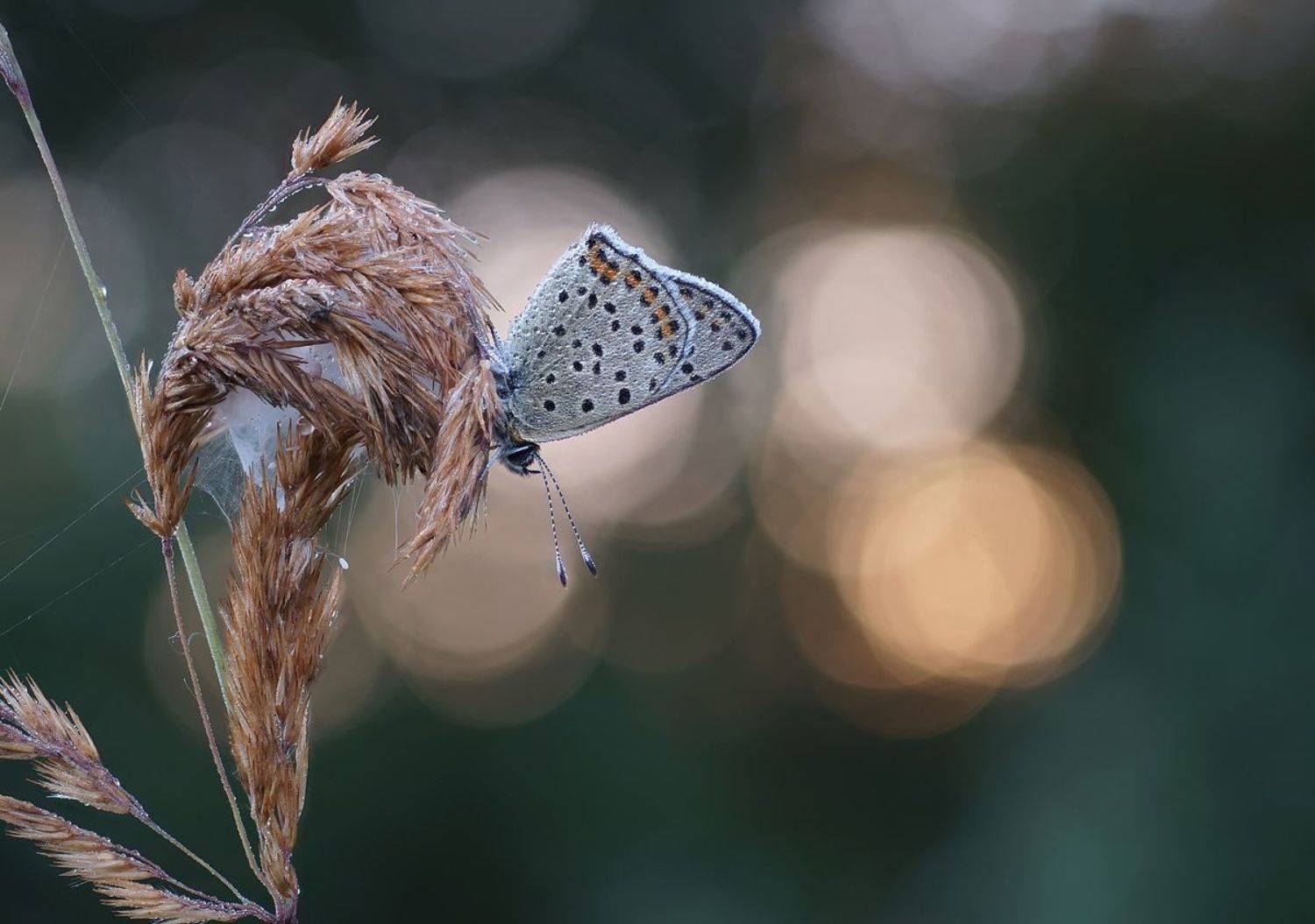 Бабочка, боке, роса, утро, Чепленко Алексей