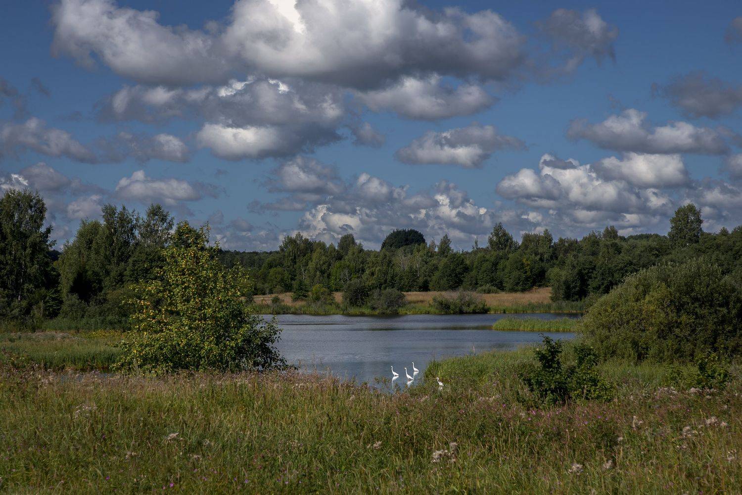 Тверская область, Гусева Елена