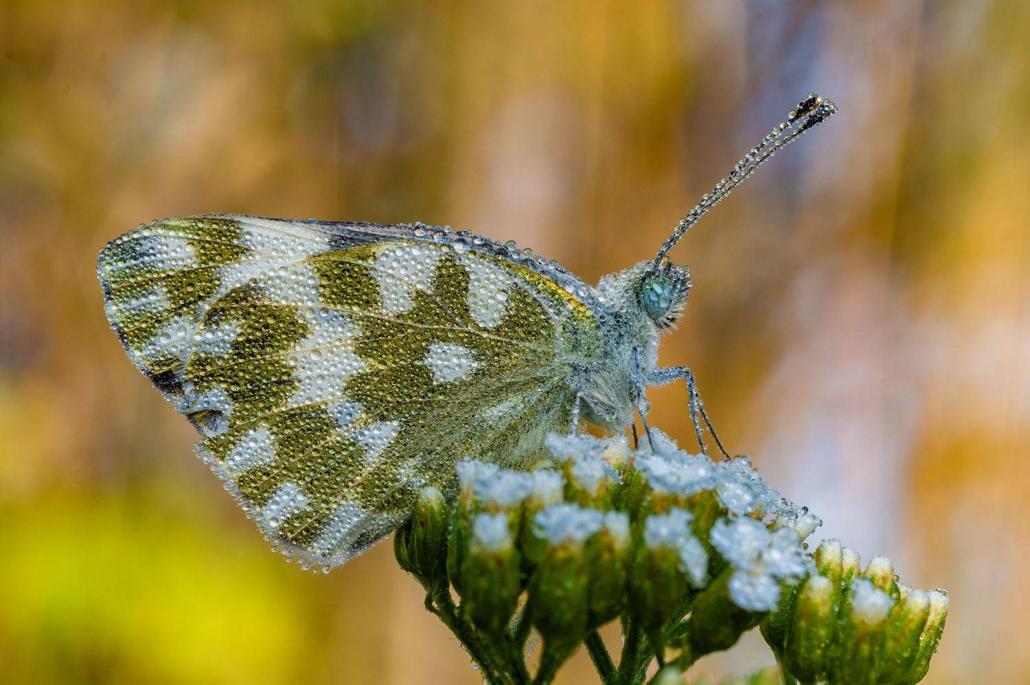 , Роман Зайцев