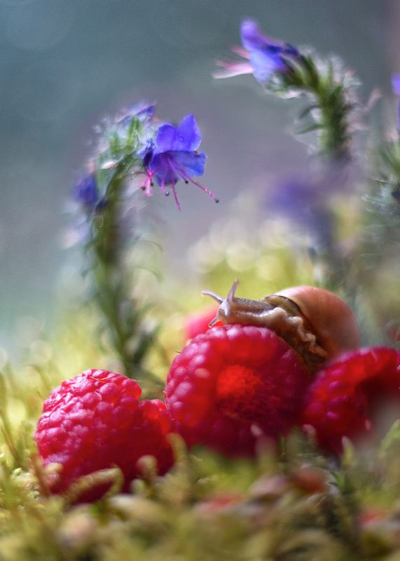 сказки августа,гелиос 44,старый объектив,улитка, лес,малина Три желания) фото превью