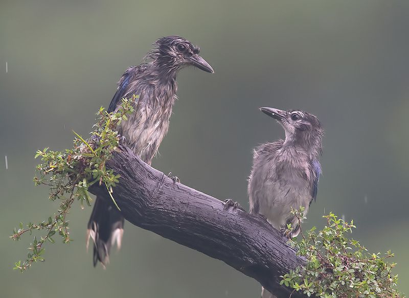 сойка, голубая сойка, jay, blue jay Blue Jays Juvenile - Молодые  Голубые сойки фото превью