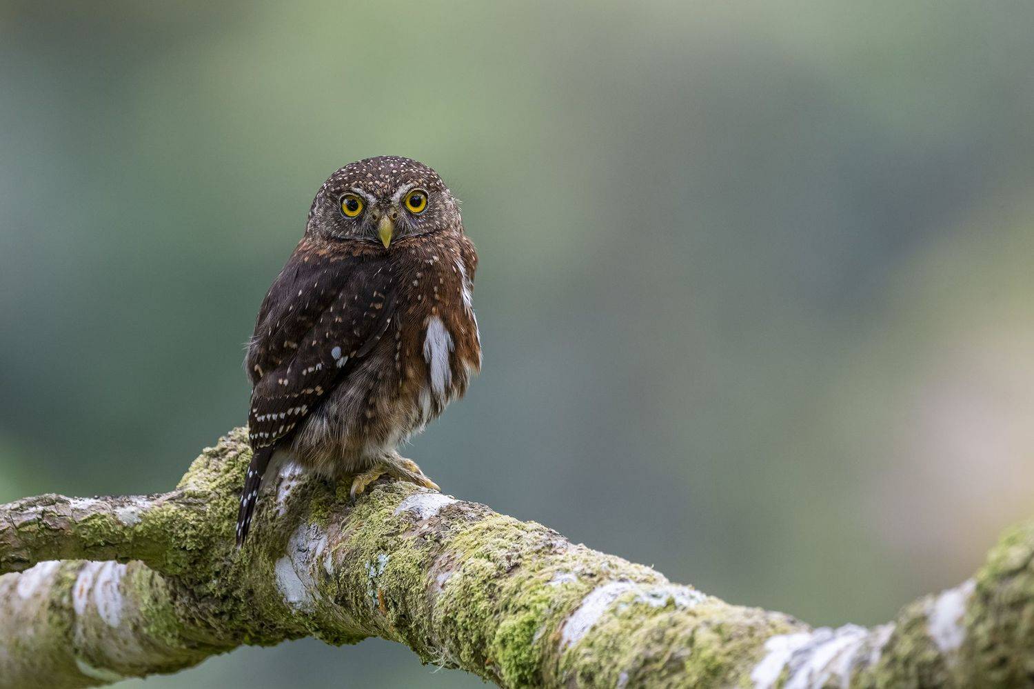 , Burgalin Sequeira Fernando