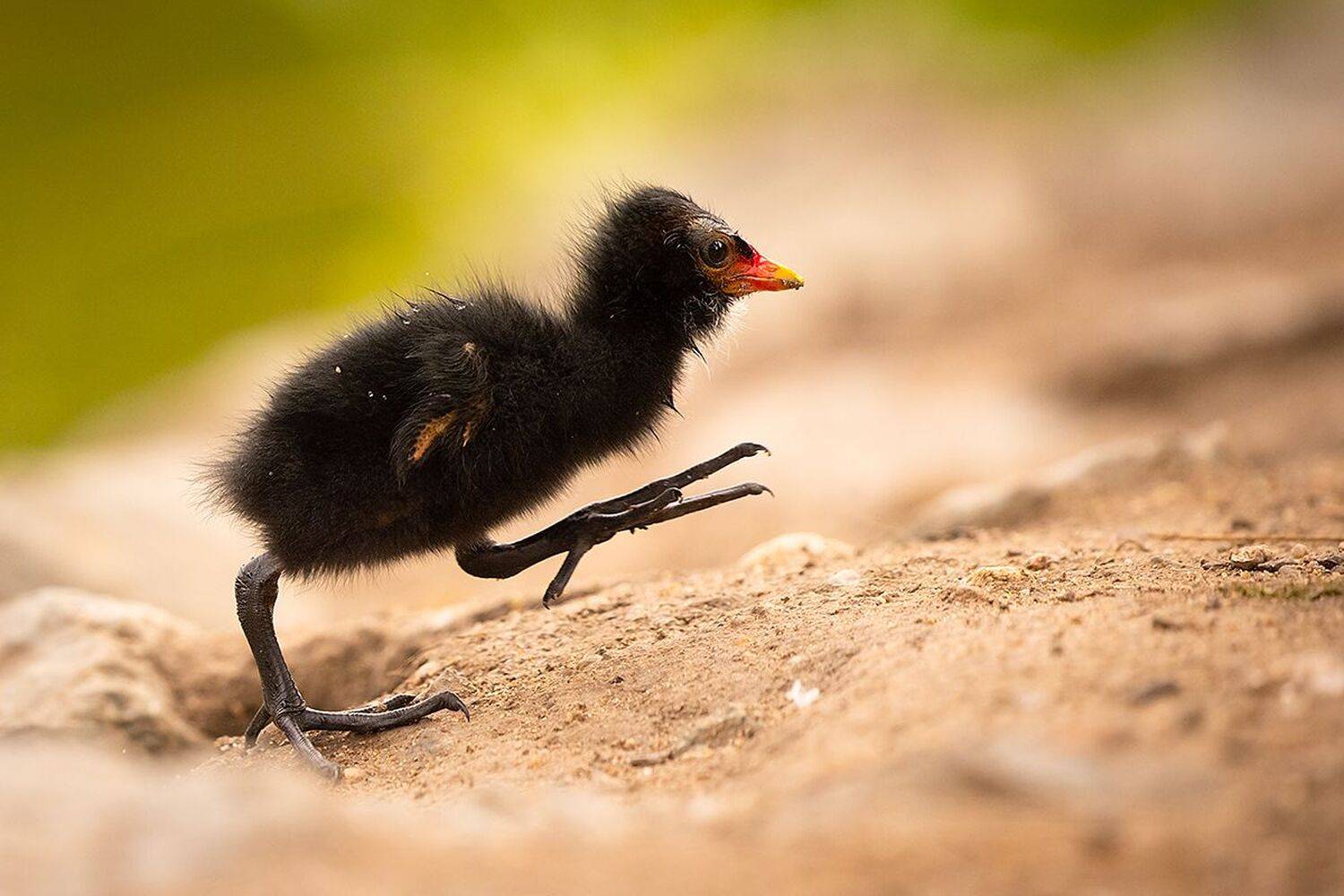, Robert Adamec