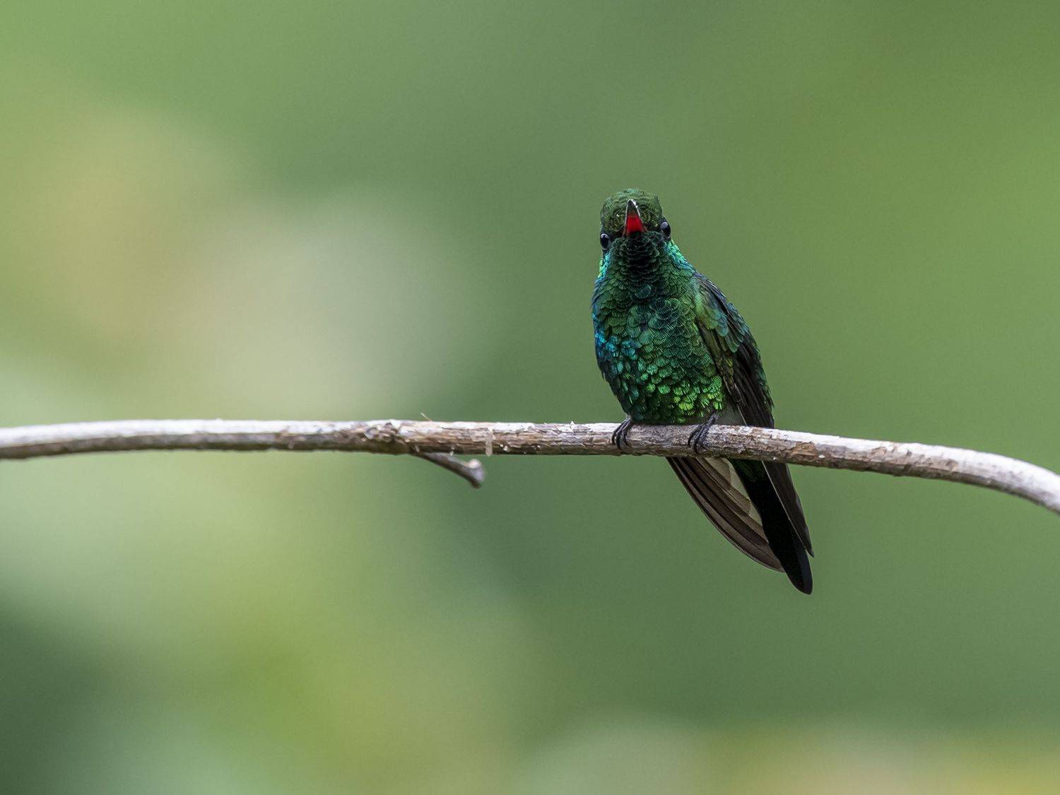 , Burgalin Sequeira Fernando