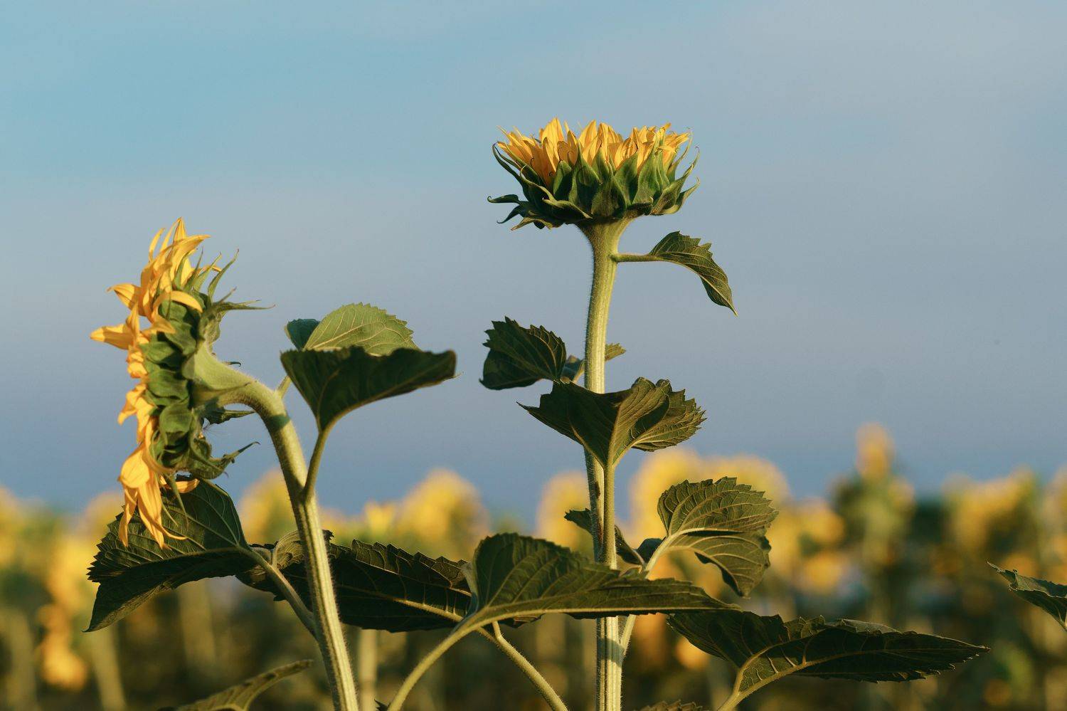 Подсолнух, Вадим Миронов