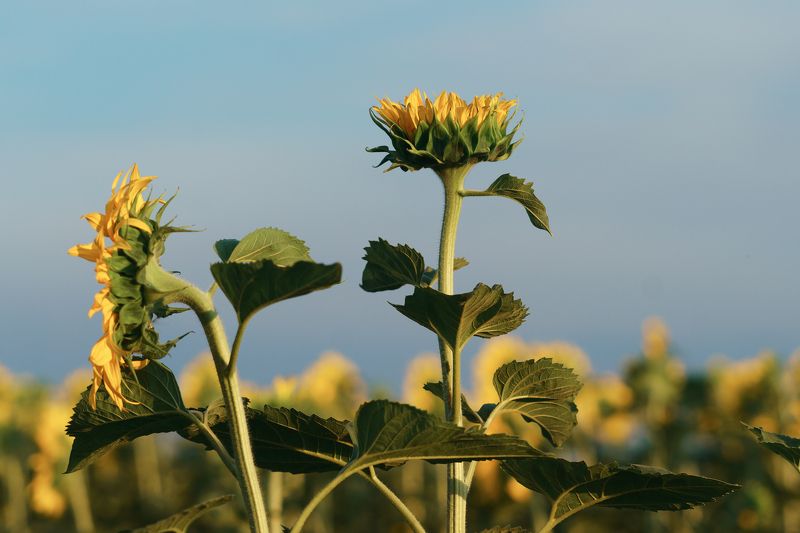 Не такой как все... фото превью