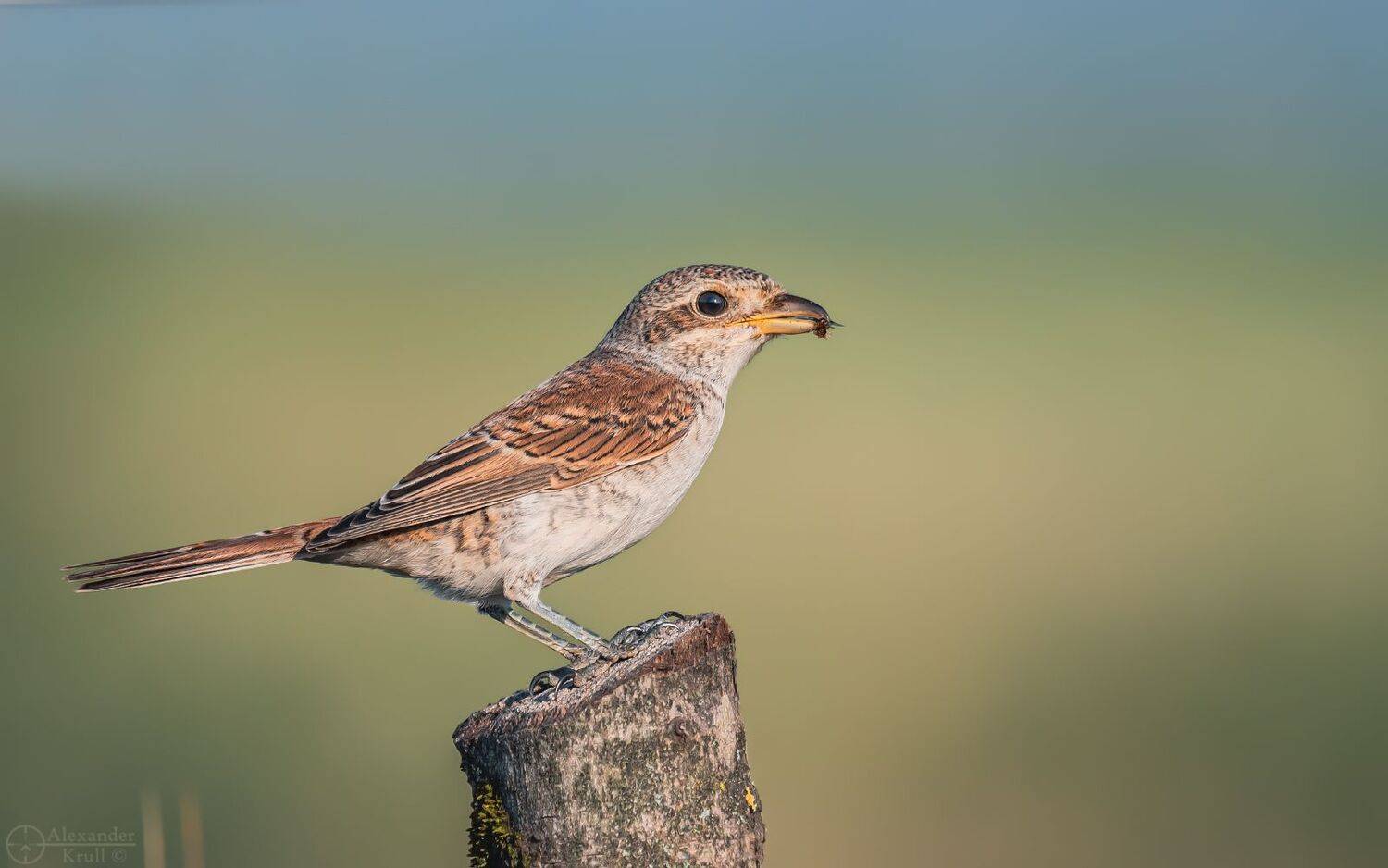 жулан, Александр Круль