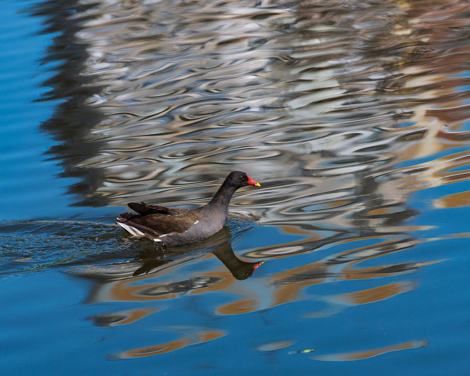 камышница , водяная курочка, Алексей Рыльский