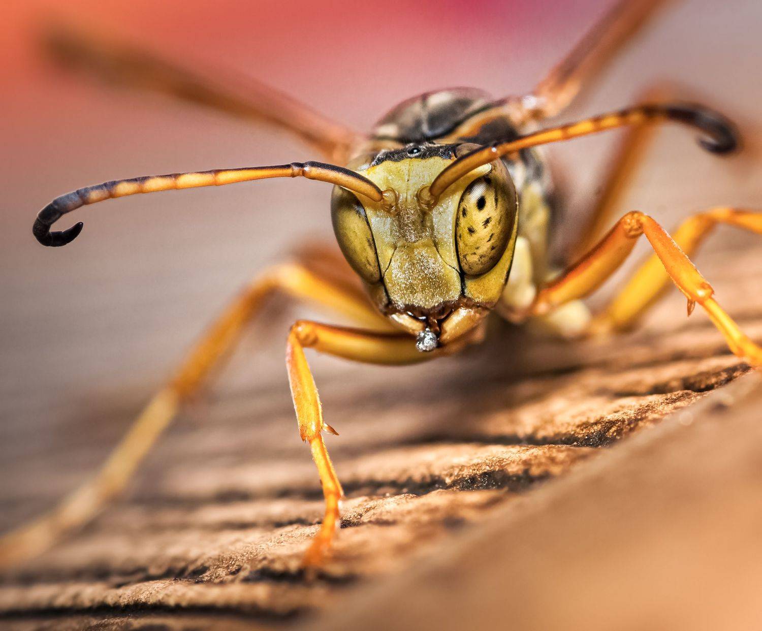 insect, beetle, bug, bugs, leaf, grass, macro, spring, love, wasp, sting, bee,, Atul Saluja