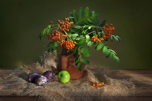 Рябина и сливы