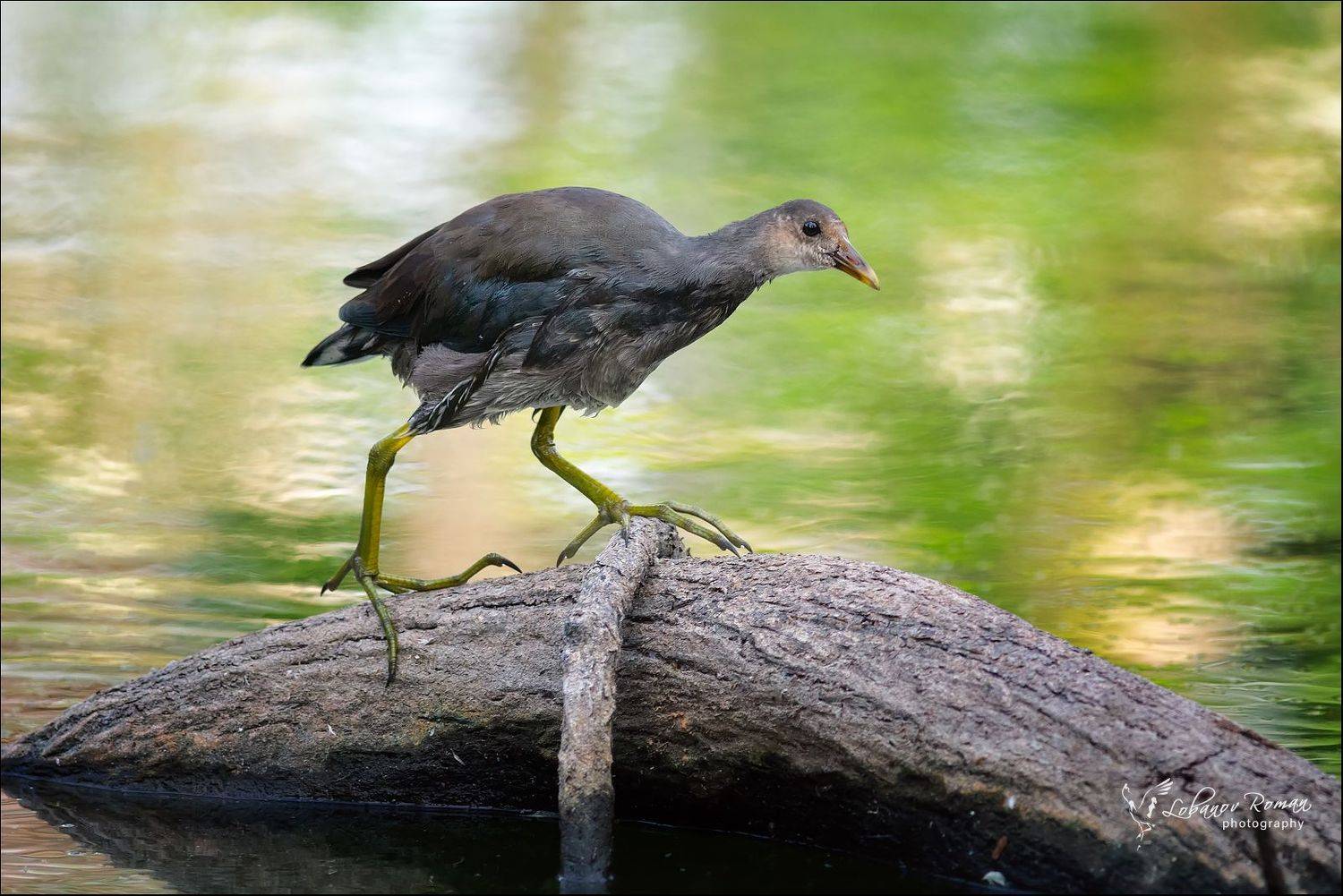 , Лобанов Роман