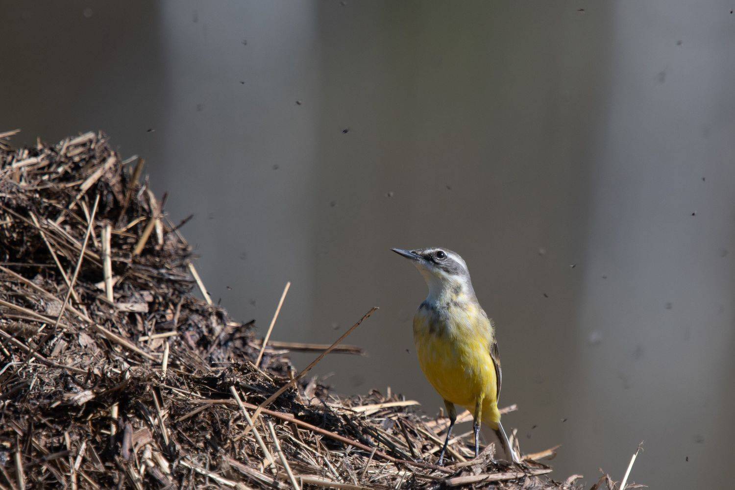 желтая трясогузка, Калиногорский Юрий