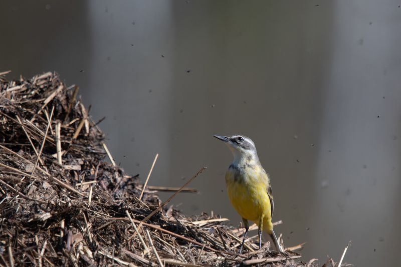 желтая трясогузка Аппетитные неуловимые мушки фото превью