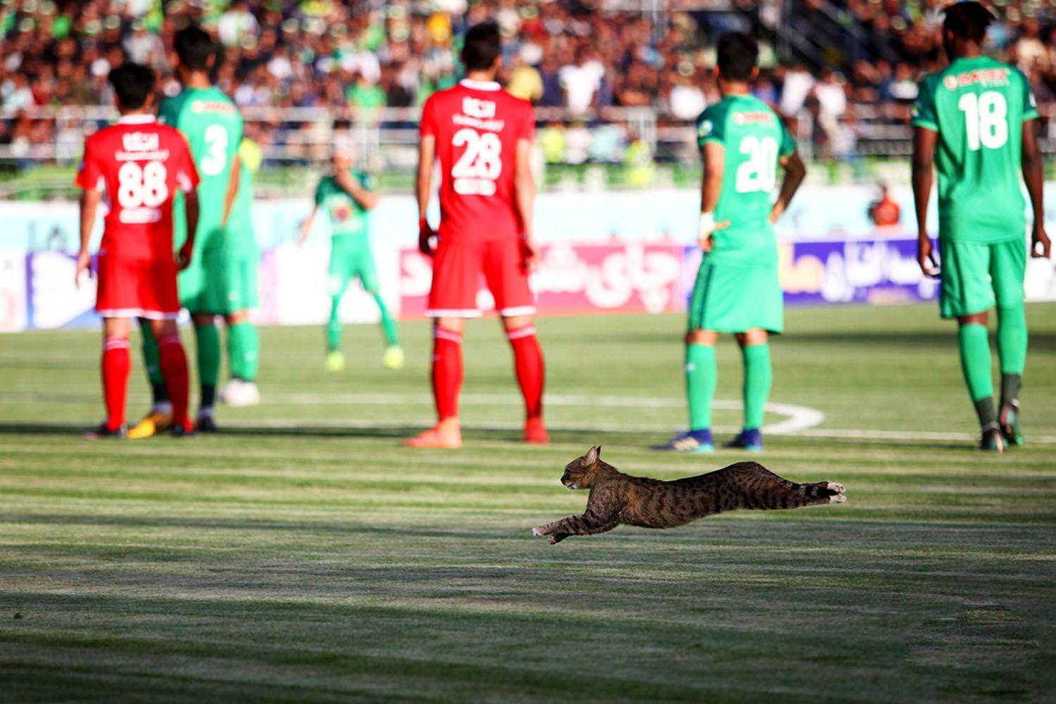 , mehdi karimi souderjani