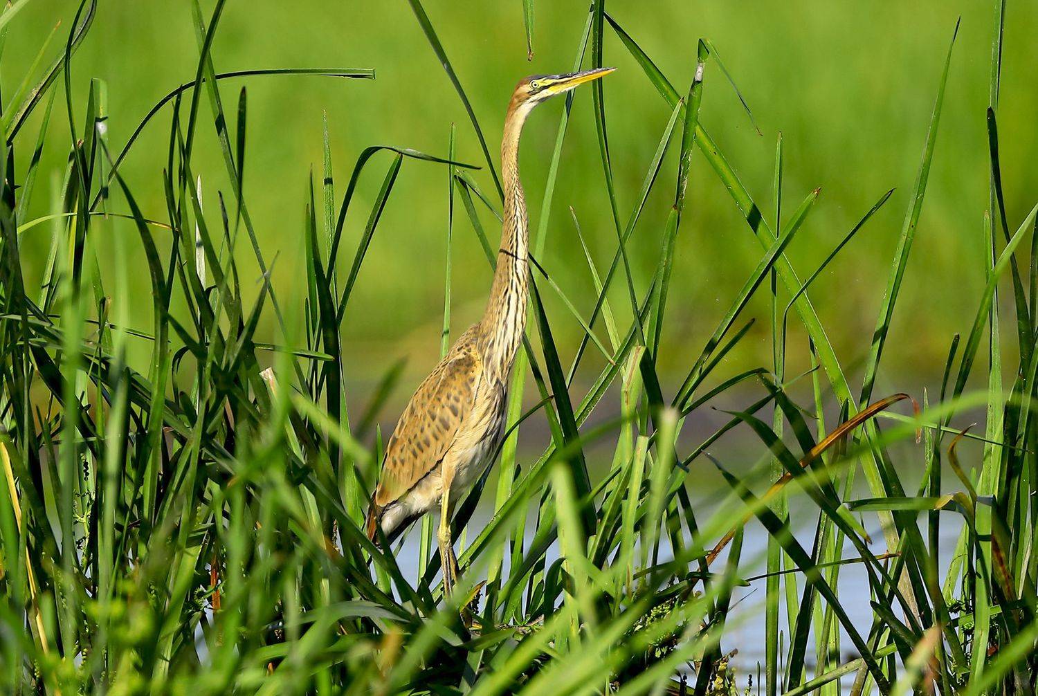 , Александр Гусар