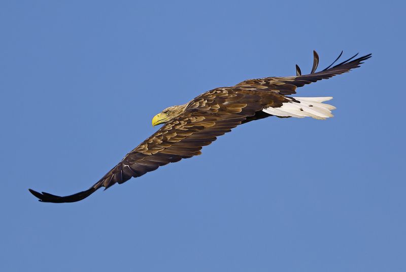 Властелин неба. фото превью