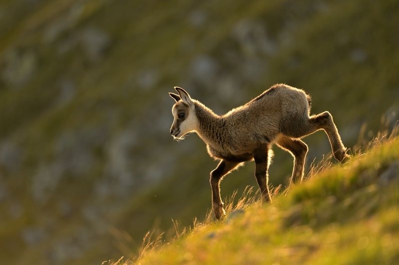 wildlife, slovakia, chamois, rupicapra New generation фото превью