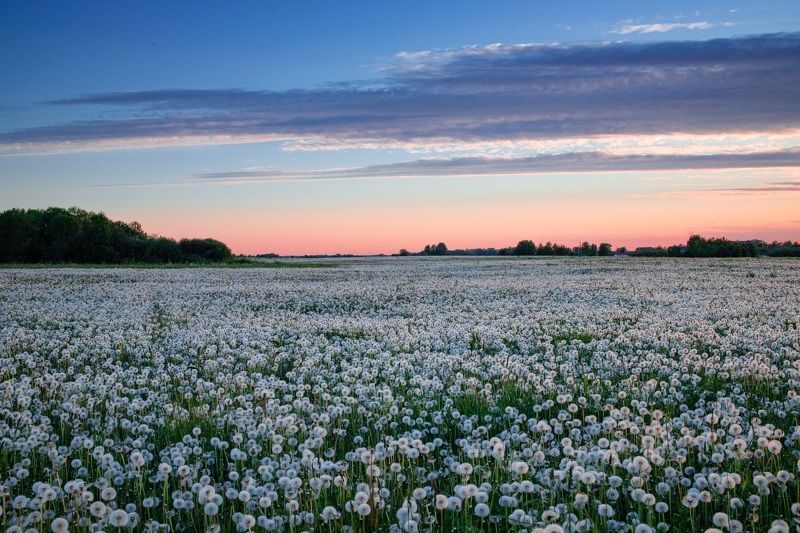 Одуванчиковое море фото превью
