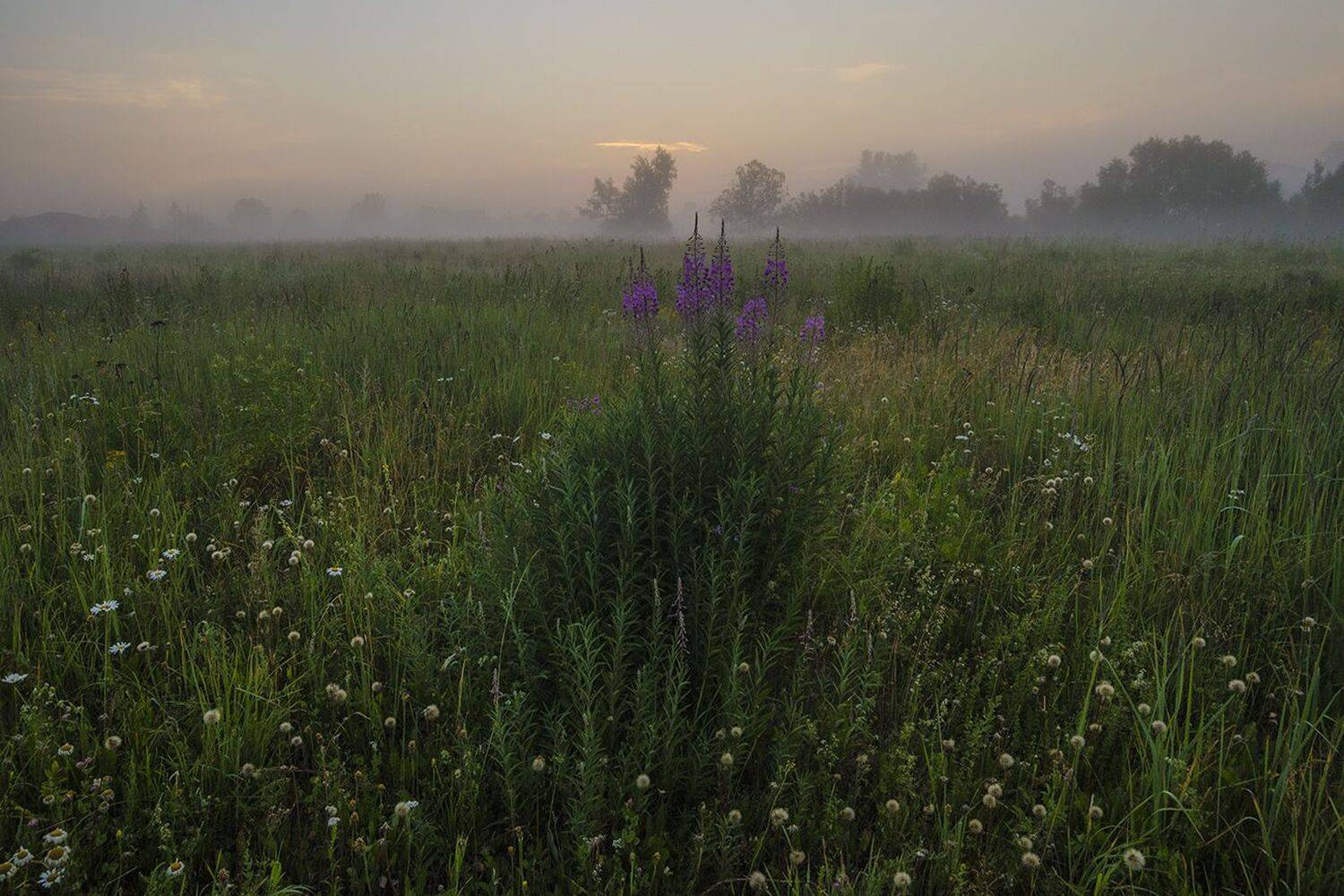 утро, лето, кипрей, Михаил Агеев