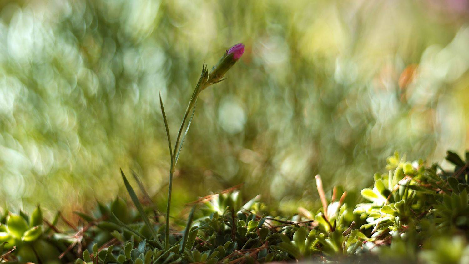 , Эдуард Колобошников