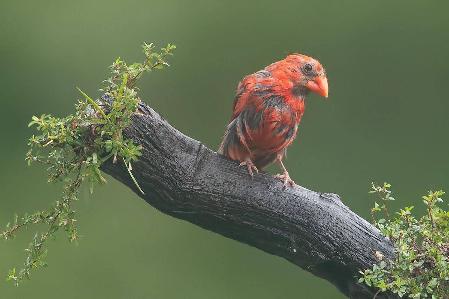 красный кардинал, northern cardinal, cardinal,кардинал, Etkind Elizabeth