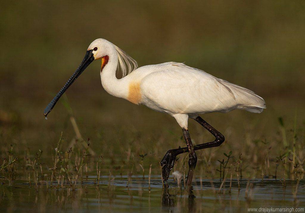 Spoonbill, Dr Ajay Kumar Singh