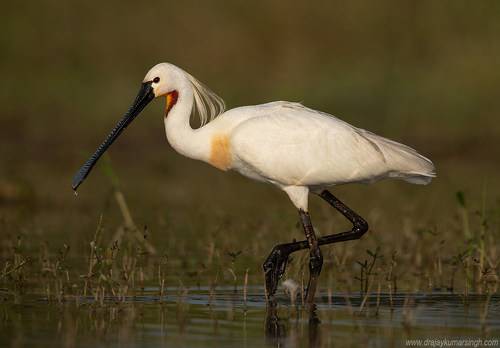 Spoonbill
