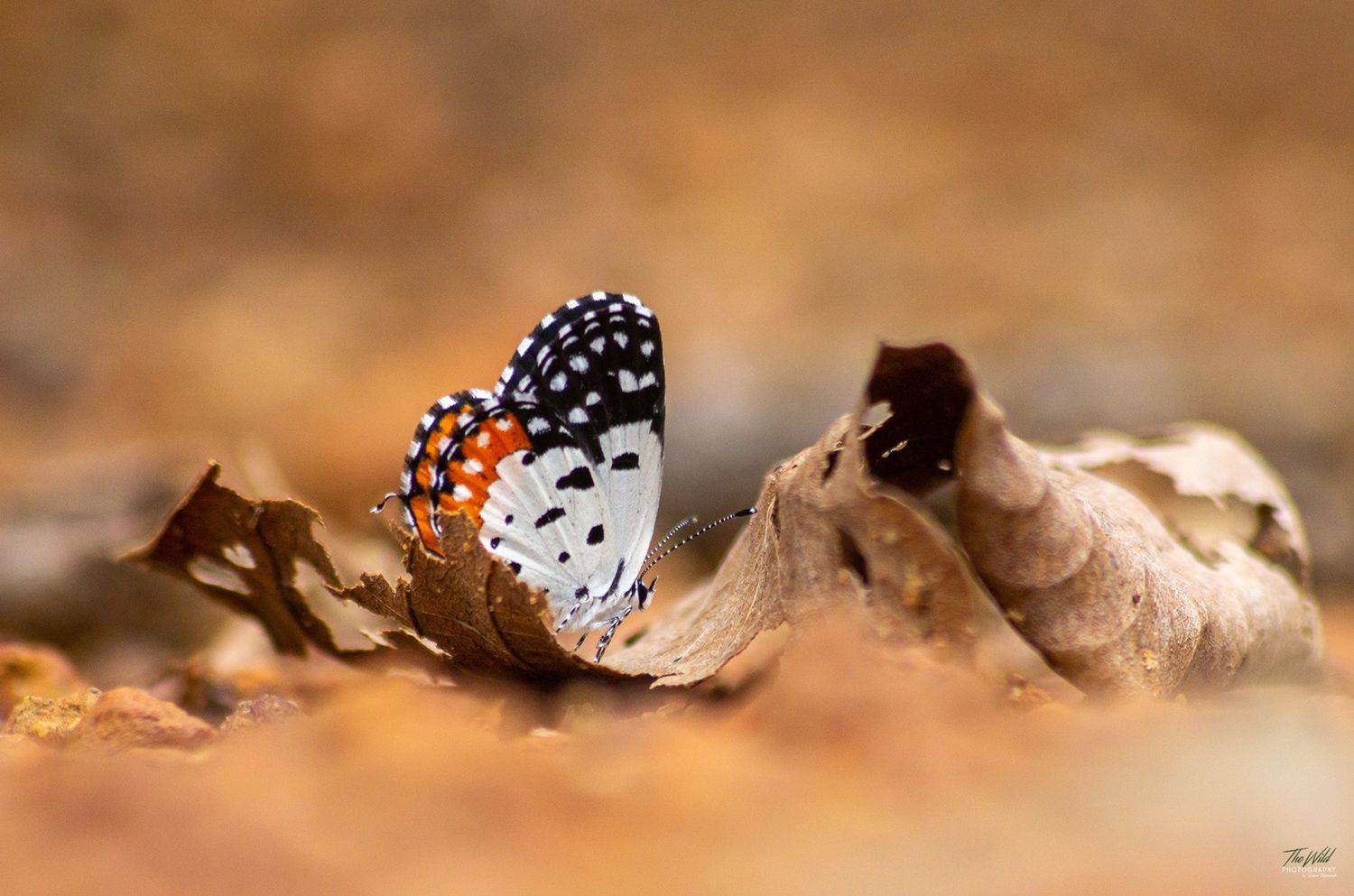 , Sonnadara Kushan Madushanka