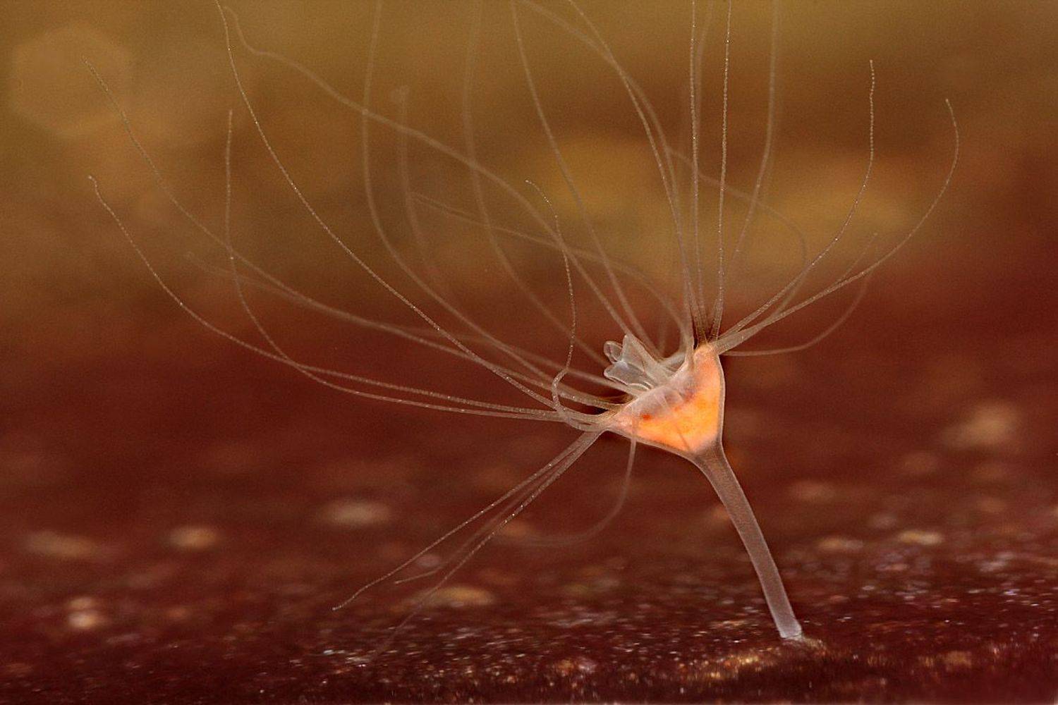 медуза, aurelia, Александр Зорин